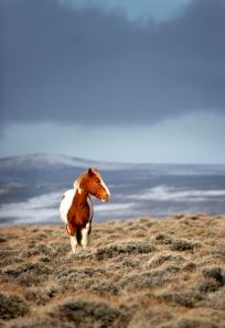 A painted mustang catches a sliver of sunshine along the plateau near the Red Desert's Adobe Town area, Monday, March 24, 2008, and serves as the subject of a simple portrait of an animal at home in its environment. The Bureau of Land Management estimates there are about 5,000 wild horses in Wyoming, many of which live in the Red Desert. 